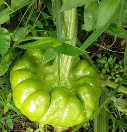 大理吃姜柄瓜,姜柄瓜的独特风味体验