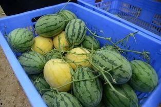 河北金属吃瓜事件,一场引发社会关注的食品安全风波