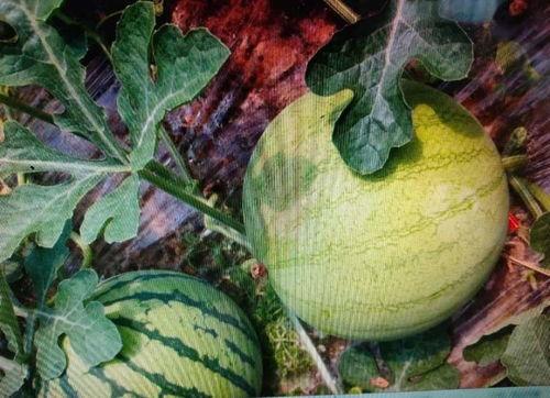 吃瓜怎么去写,一场全民参与的娱乐盛宴