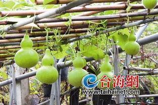 吃播吃葫芦瓜,吃播界的清新美味之旅