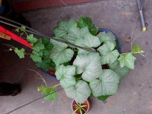 方瓜叶子怎样吃,多样化的食用方法与营养价值探索