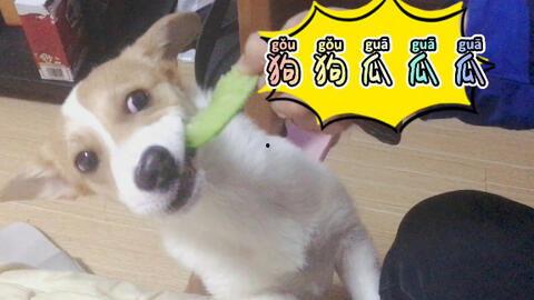 狗狗吃瓜摔下,一场跌落与成长的故事