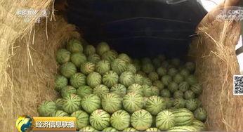 中国吃瓜群众歌曲,一曲描绘当代社会现象的流行旋律