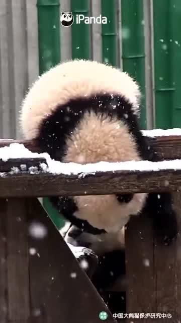 吃瓜小熊天津,吃瓜小熊带你探秘天津美食之旅