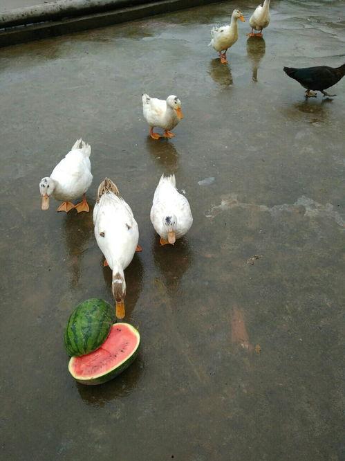 吃瓜要吃全鸭,吃瓜者的终极美食之旅