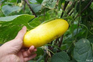 吃瓜不忘吃瓜人