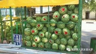 51吃瓜官网每日大瓜,揭秘今日娱乐圈大瓜，精彩瞬间不容错过！